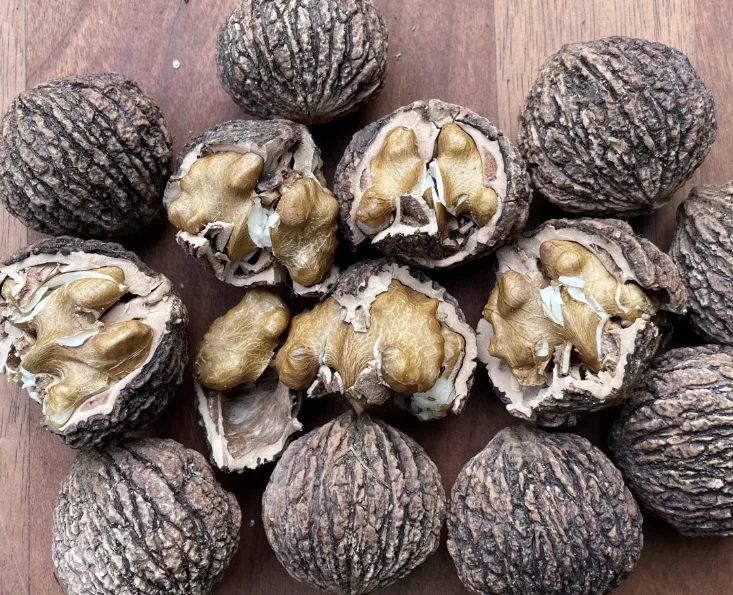 Top Grade Thinskinned Black Walnut 185 Walnuts Without Shell Walnut Kernel In Bulk Quantity