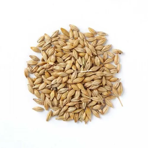 barley.jpg