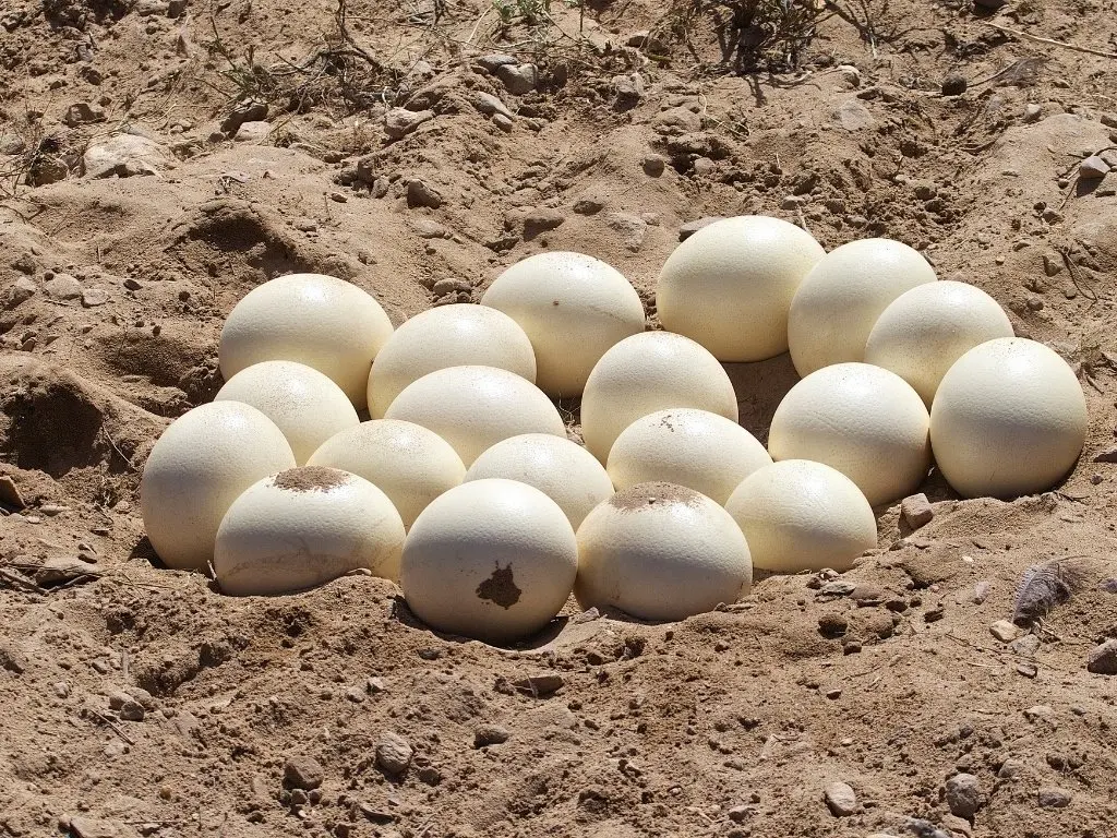 Good Fertile Ostrich Eggs And Chicks For Sale Buy Fresh Fertile