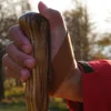 Wood