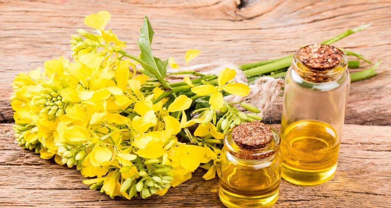 2024 Cheap Rapeseed oil Organic 100 % Pure Refined Rapeseed Oil / Canola Oil / Refined vegetable rapeseed oil