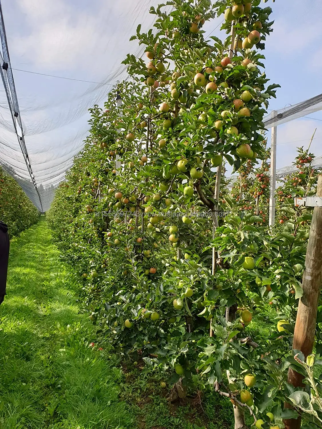 Fuji Apples 4.jpg