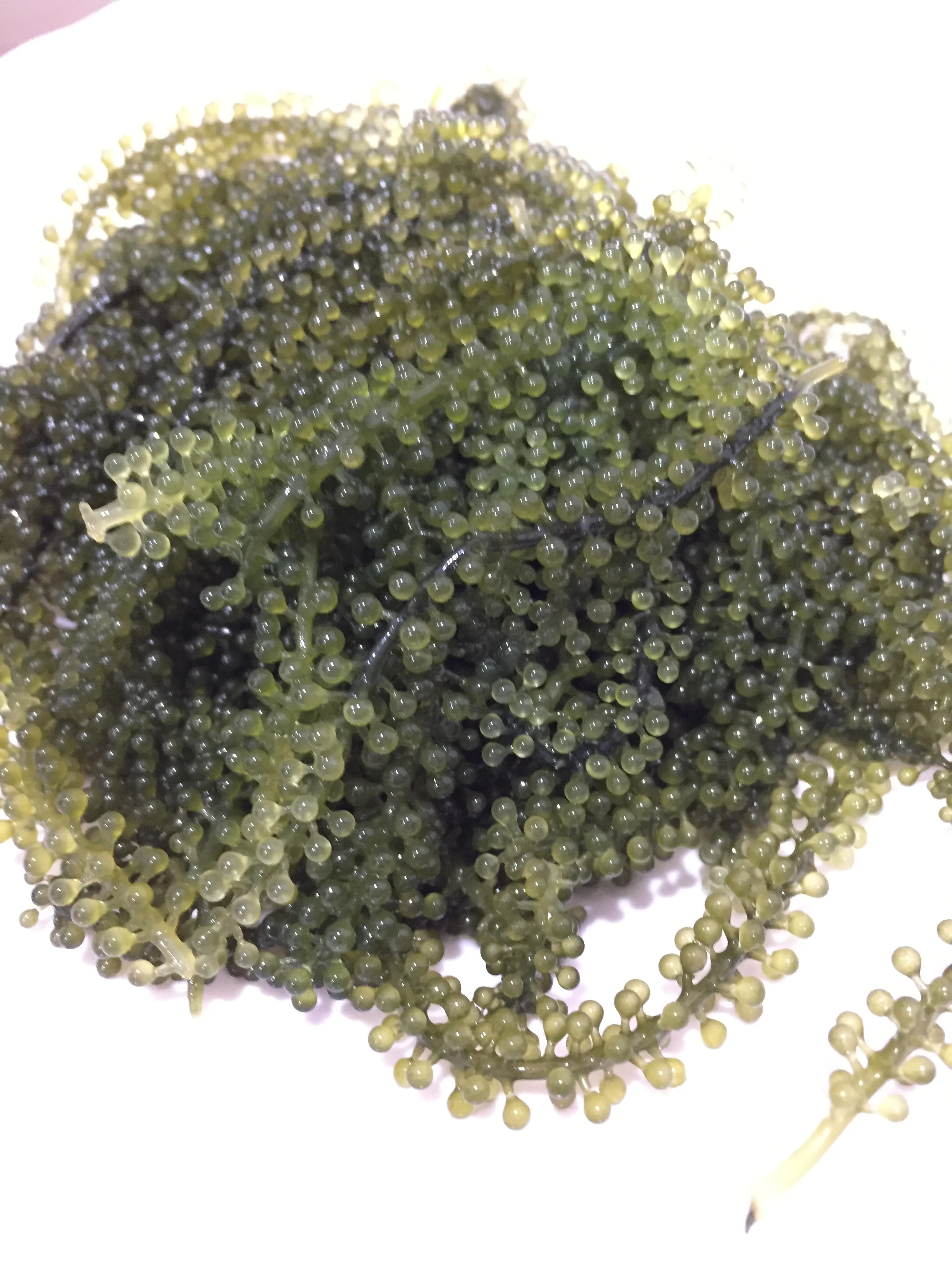 Factory Wholesale Natural Dried Sea Grapes Best Quality At The Best