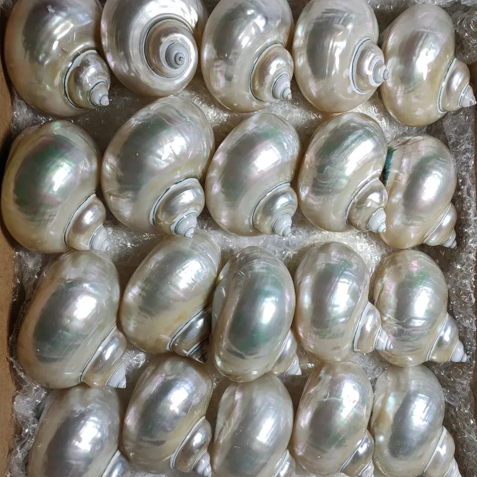 Best Selling Seashells  Snail Shells Market in Vietnam