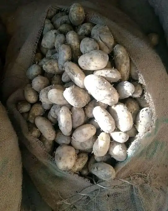 potatoes  (38).jpg