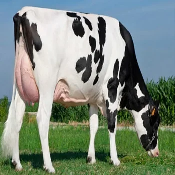 Quality Pregnant Holstein Heifers Cows/ Healthy Pregnant Holstein ...