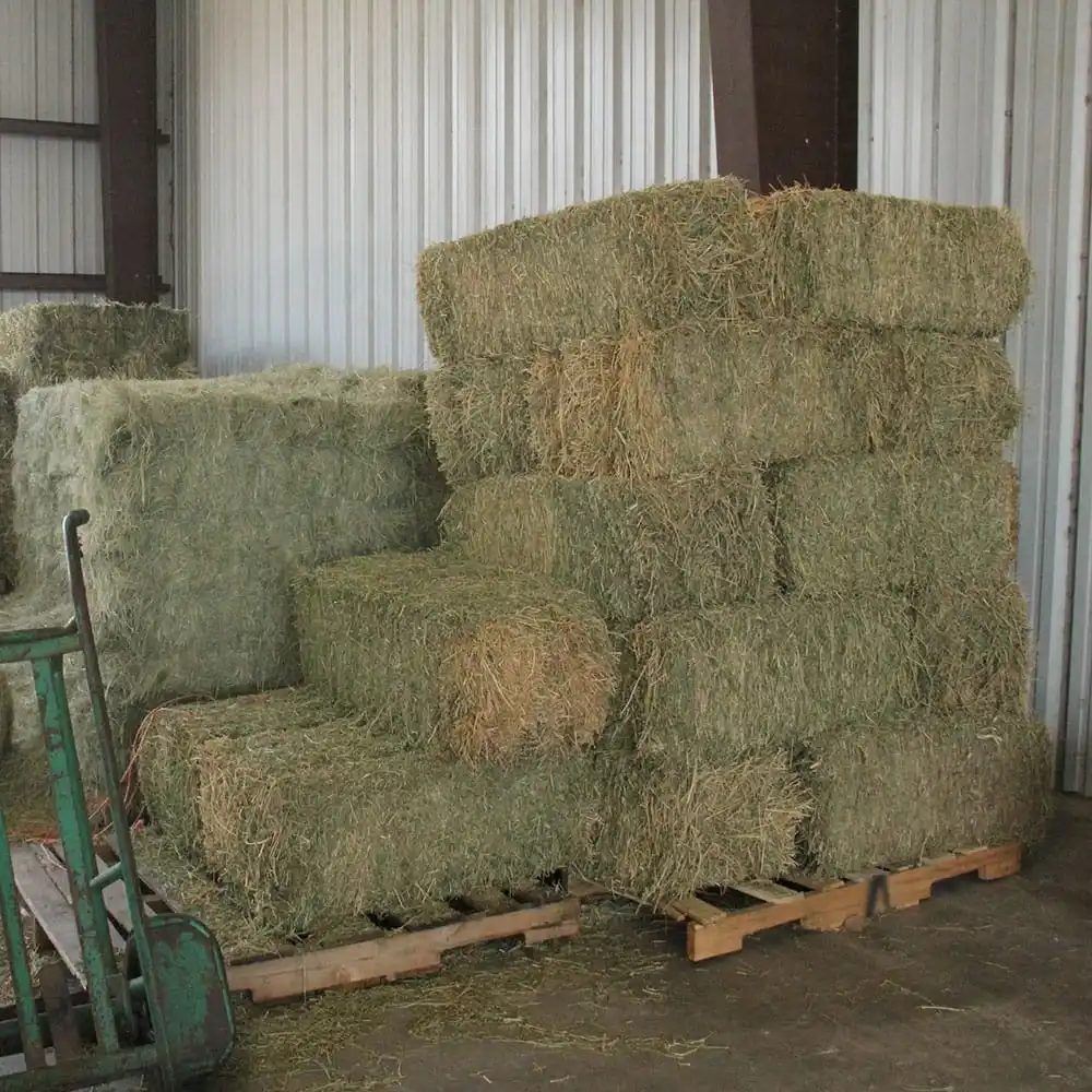 Animal Feed Norway Alfalfa Hay Bales Moscow Exporters And Suppliers