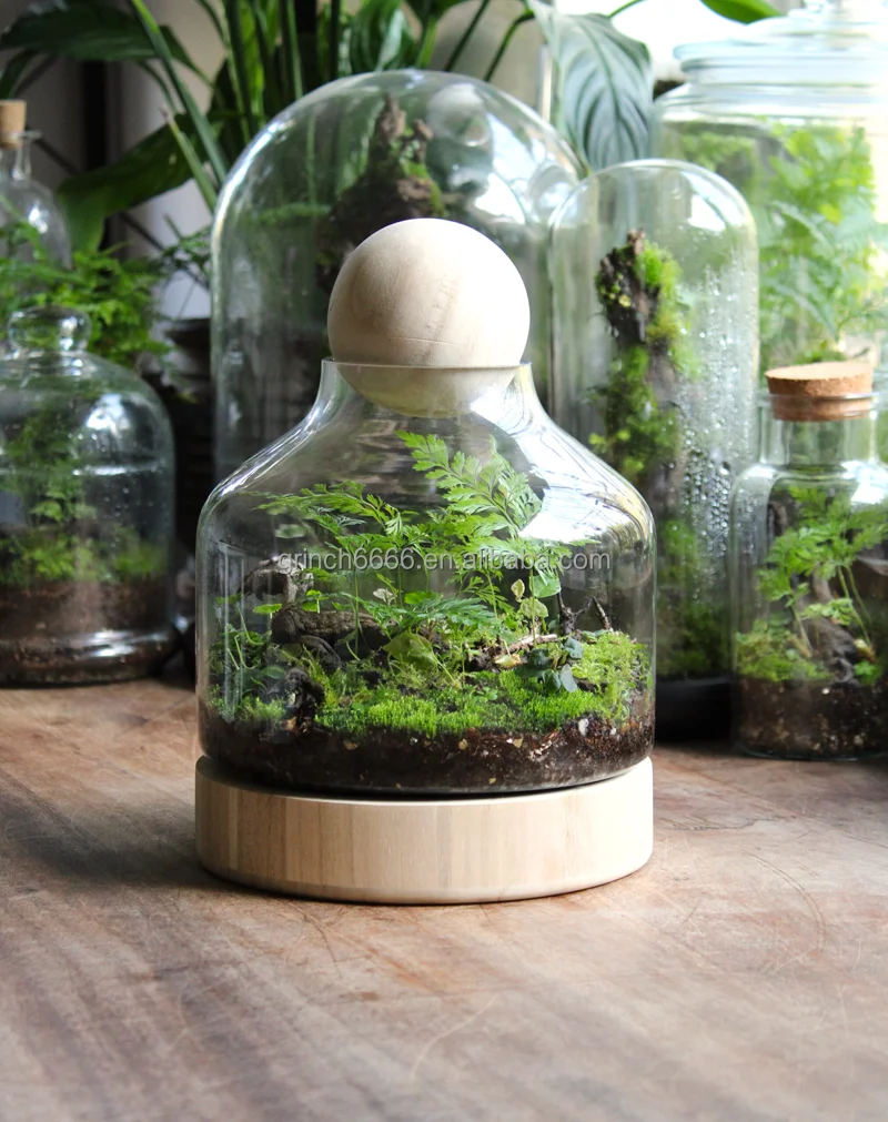 Glass And Wood Terrarium Wood Base Glass Terrarium With Wooden Stopper ...