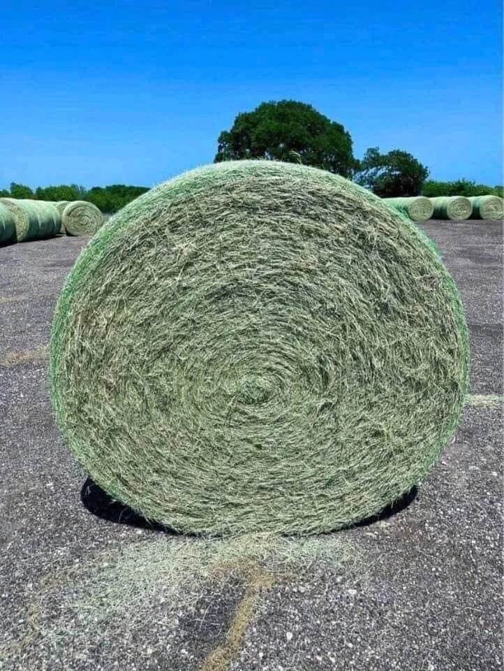 Alfalfa Hay Pellets For Animal Feed / Quality Timothy Hay Quality Alfalfa Hay Buy Alfalfa Hay