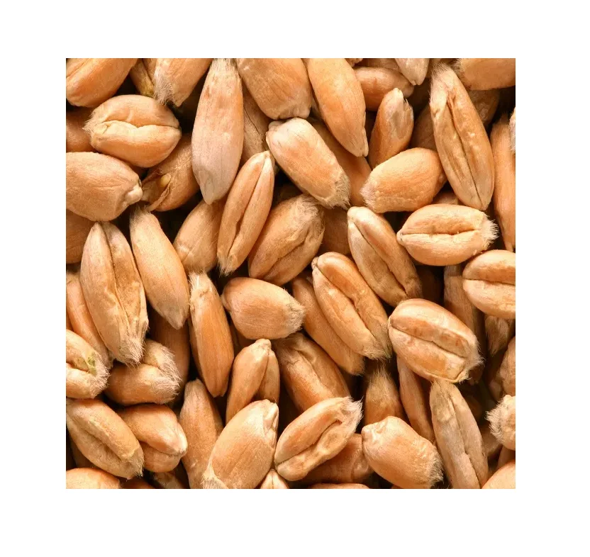 Organic Malted Barley Grain For Beer Brewing,Price Of Barley Malt Buy