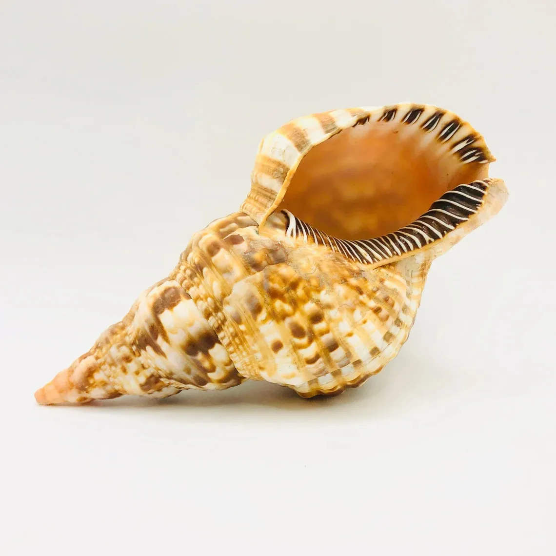 Triton Decorative Shell