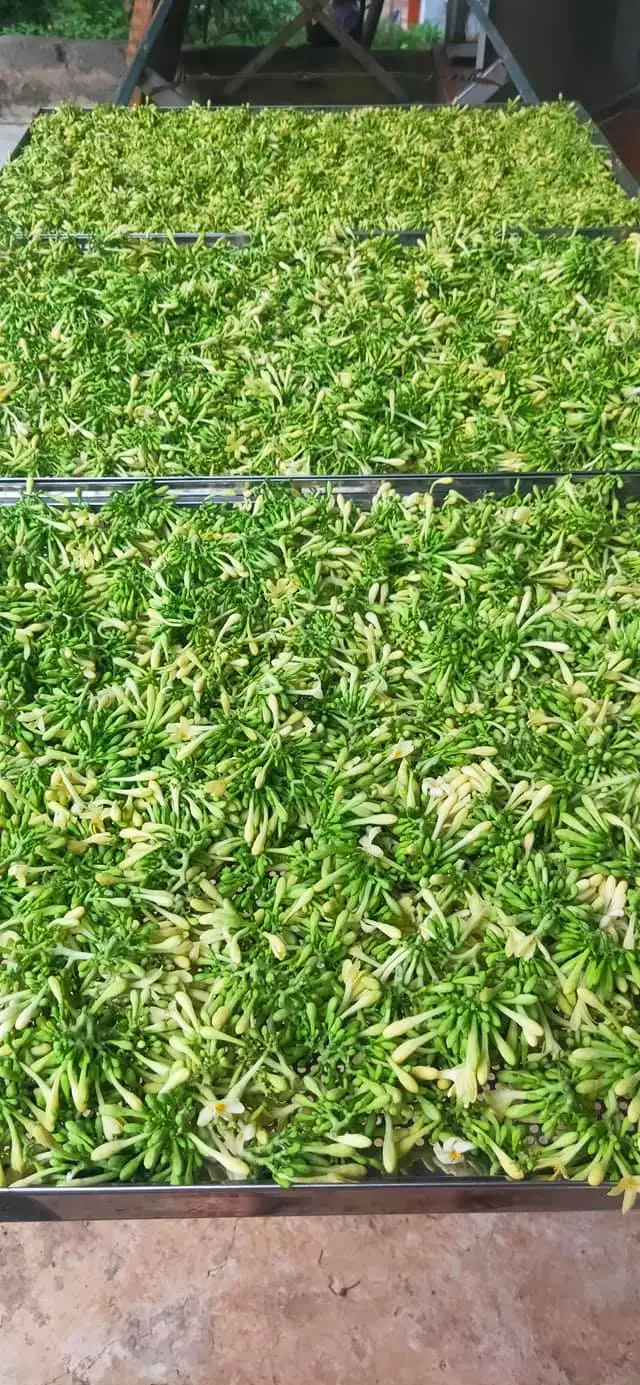 Pickled Fresh Male Papaya Flowers Male Dried Papaya Flowers Papaya