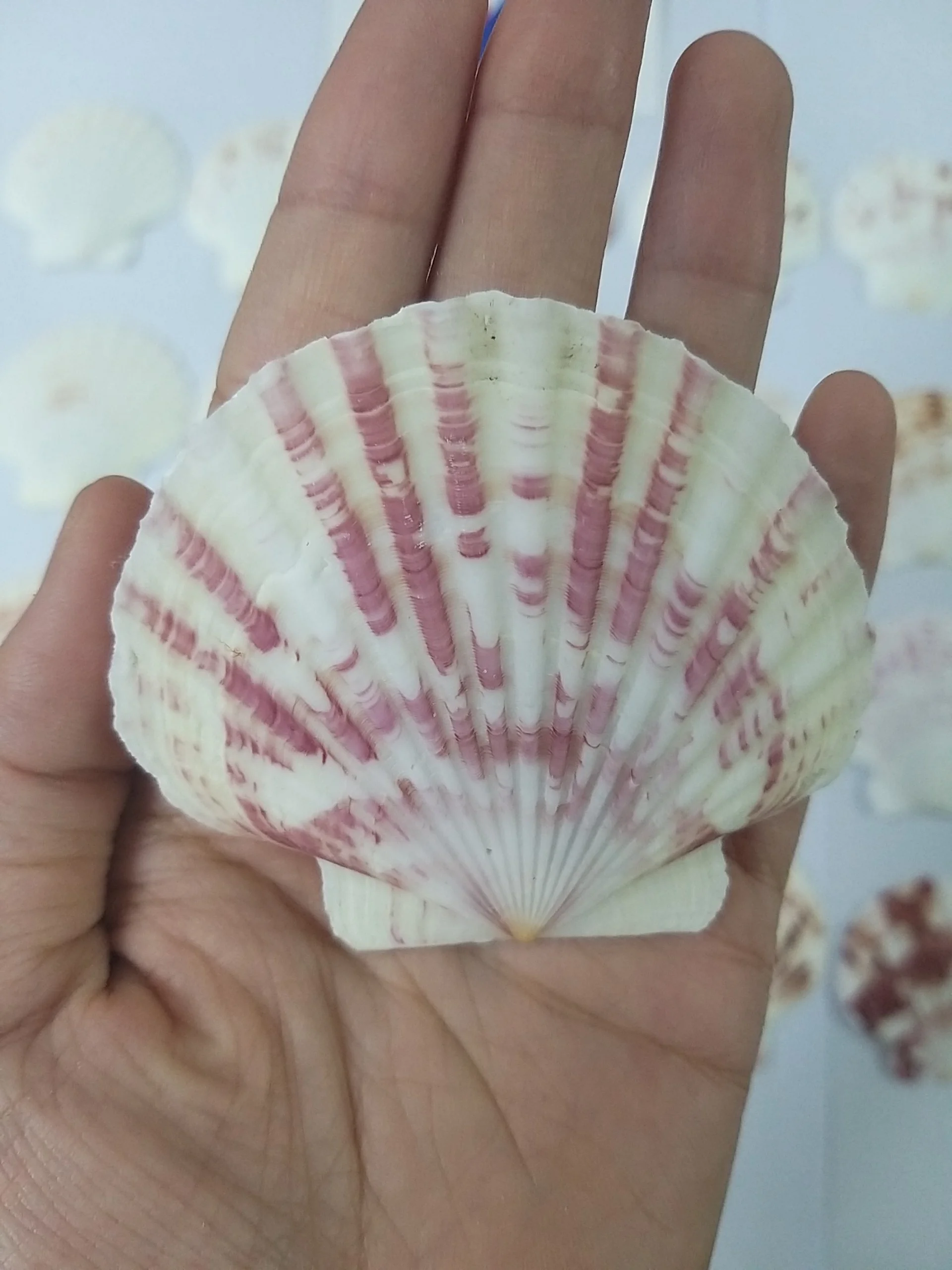 10 Conchiglie Di Capesante Naturali Grandi - 10-13 Cm Per Decorazione, Artigianato E Grigliate - Foto 6