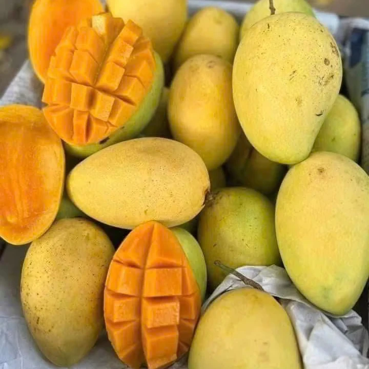 Vietnam Fresh Mango Cat Chu Sweet Flavor High Quality