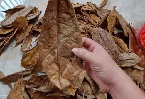 Terminalia Catappa: Unlock the Potential of Your Aquarium Water - Premium Products for Lively Aquarium Fish