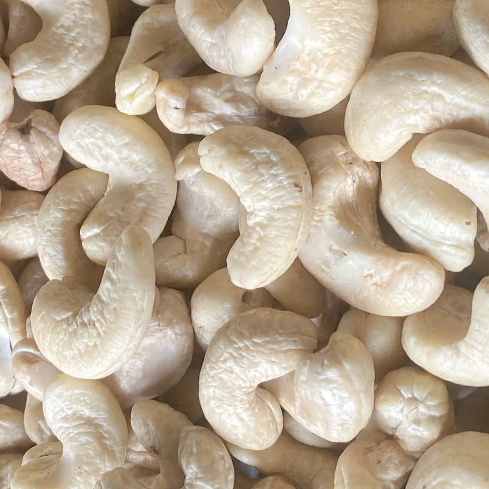 Vietnam Factory Raw Cashew Nuts W 240 Cashew Nuts WW180, WW240, WW320 SANTIGO Ca