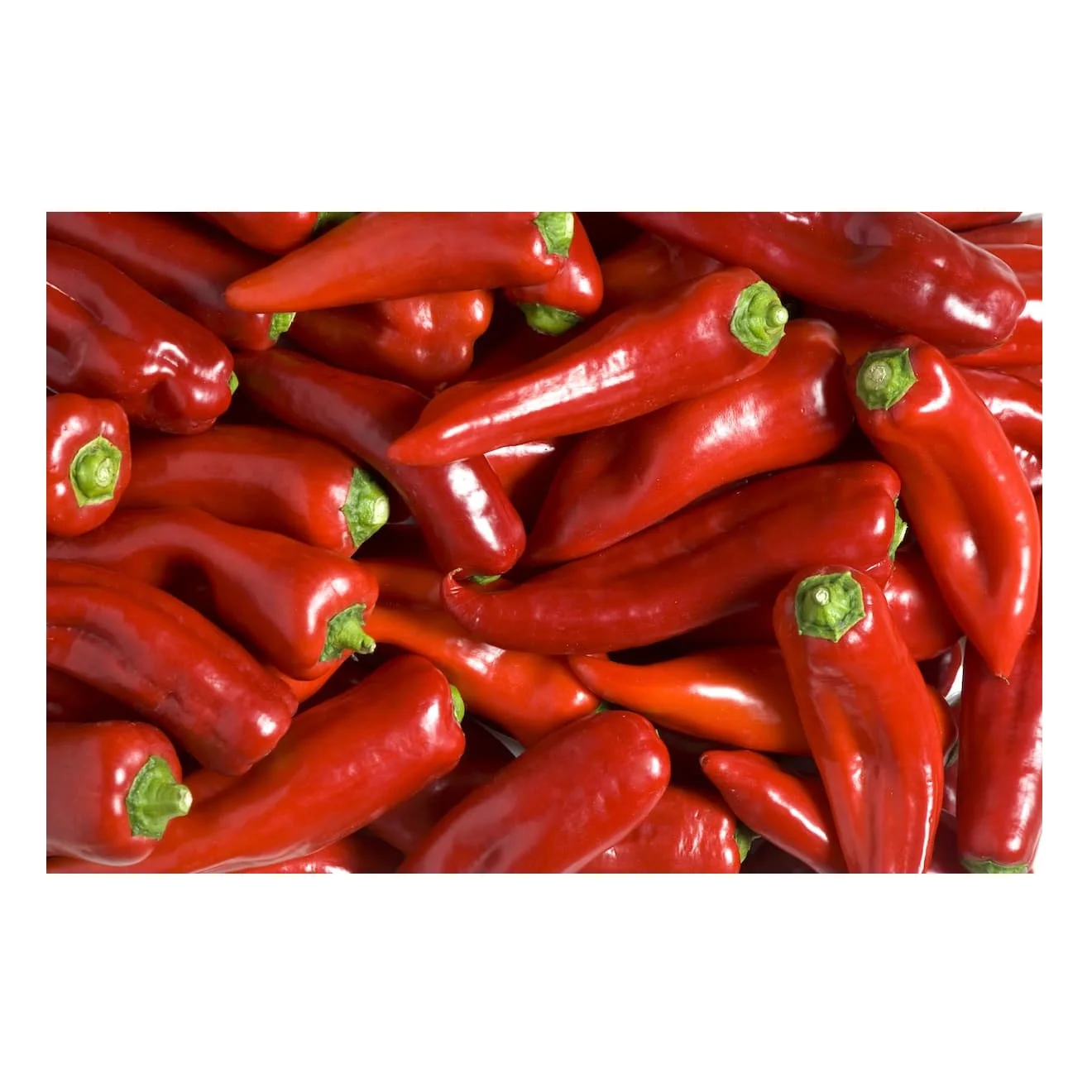 Fresh Hot Red Chili Pepper Chilli Raw/ Fresh Red Chili Pepper Grown In Germany Spice Buy Hot
