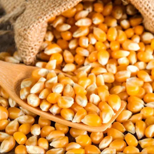 GRADE New Yellow Corn/Maize for Animal Feed & Human Premium Quality Dried Yellow Corn