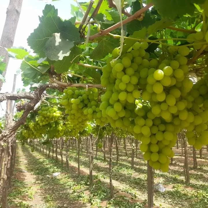 White Seedless Grapes From South African - Buy Grapes Fruits Fresh ...