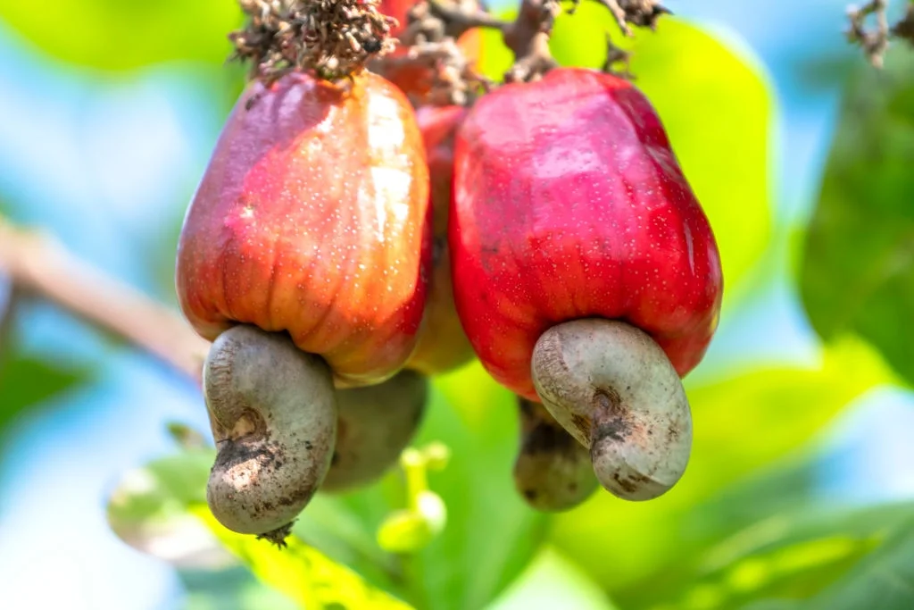 Vietnam Cashew Nuts Cashew Nuts 2022 Cashew Nuts W450 Best Seller