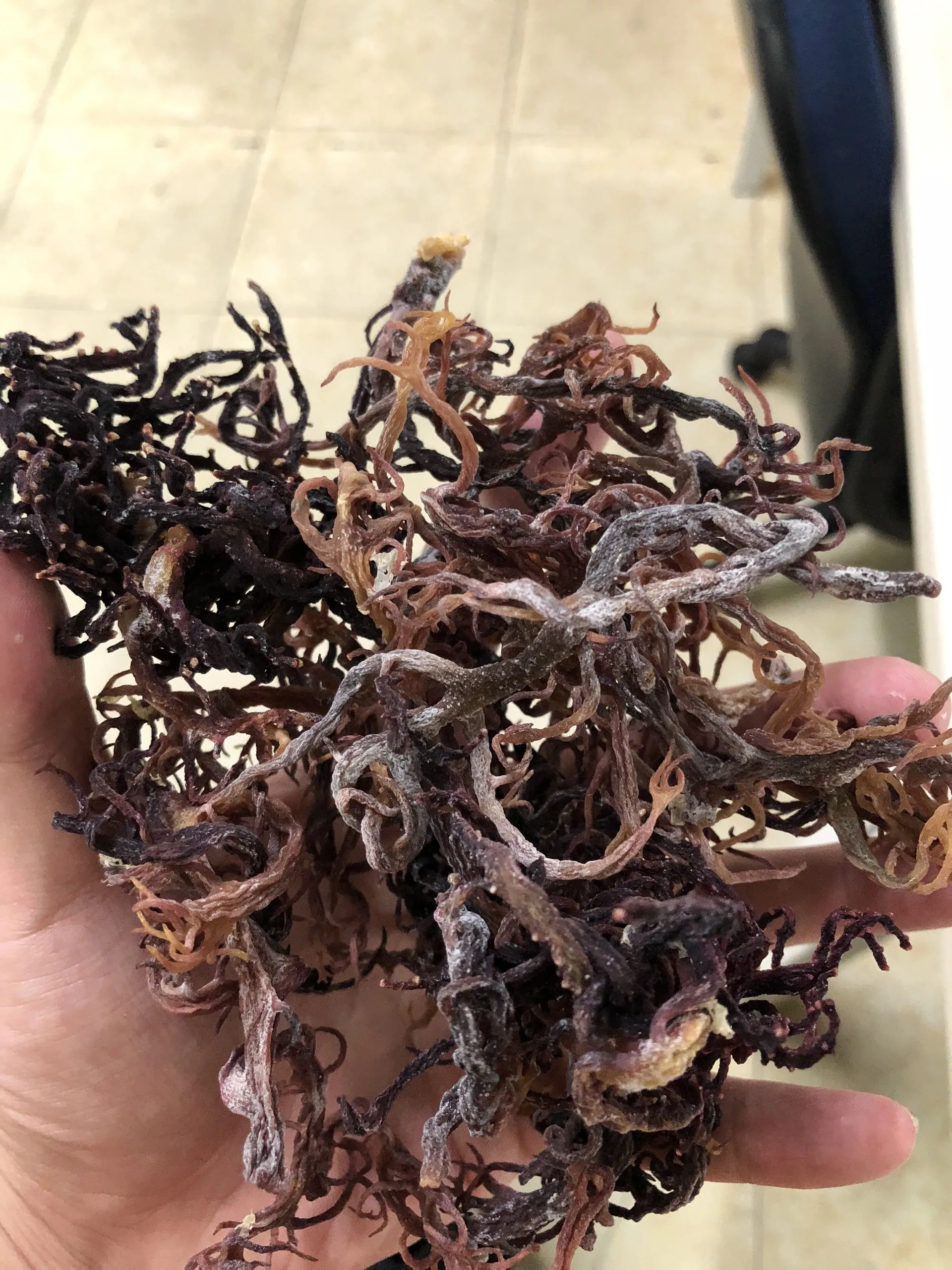 Purple Sea Moss (Gracilaria) - Dried (60g) – GA VITALS
