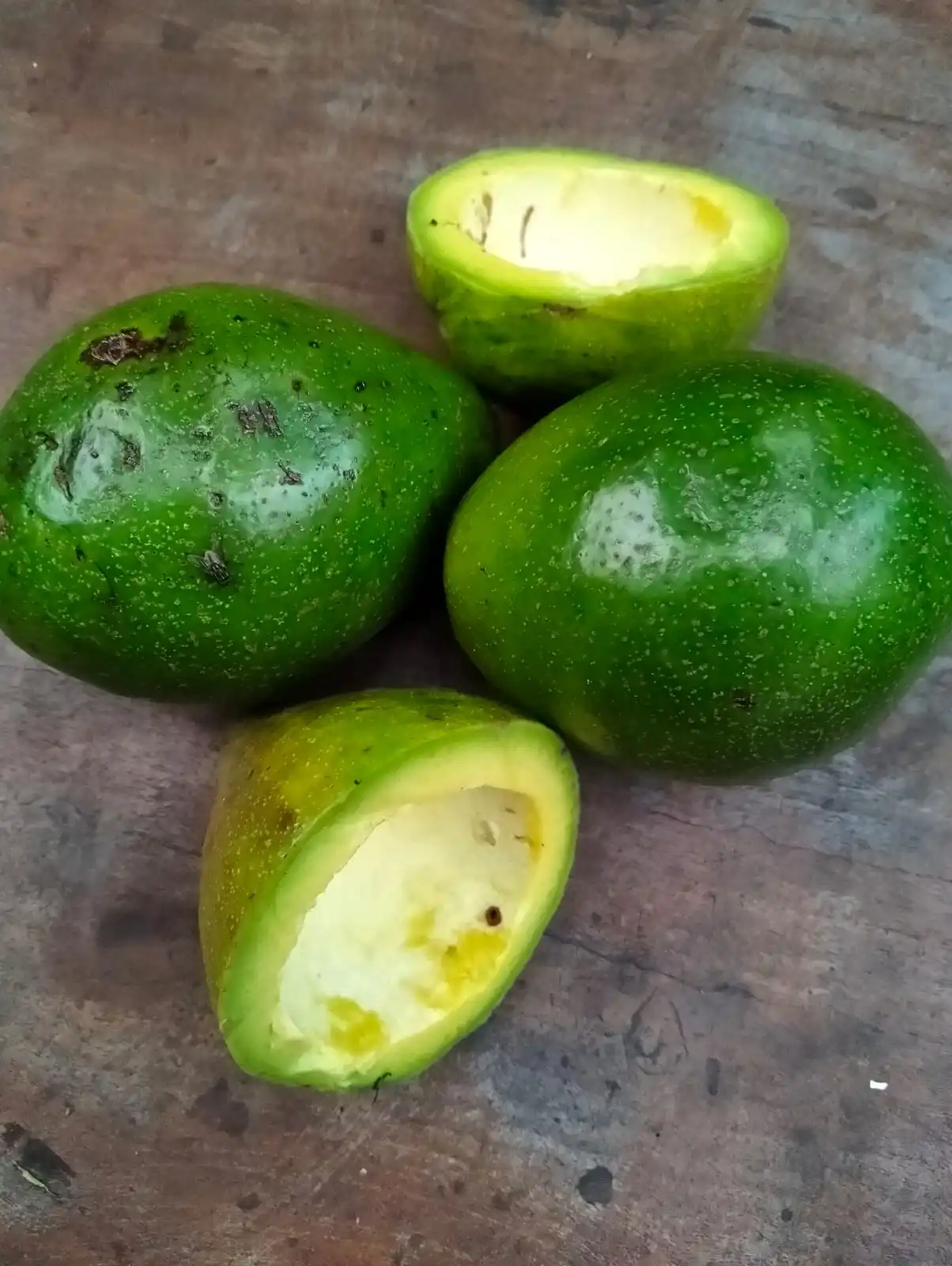 Wholesale Premium Quality Natural Avocado Fruit Best Selection Fresh Style From Indonesia