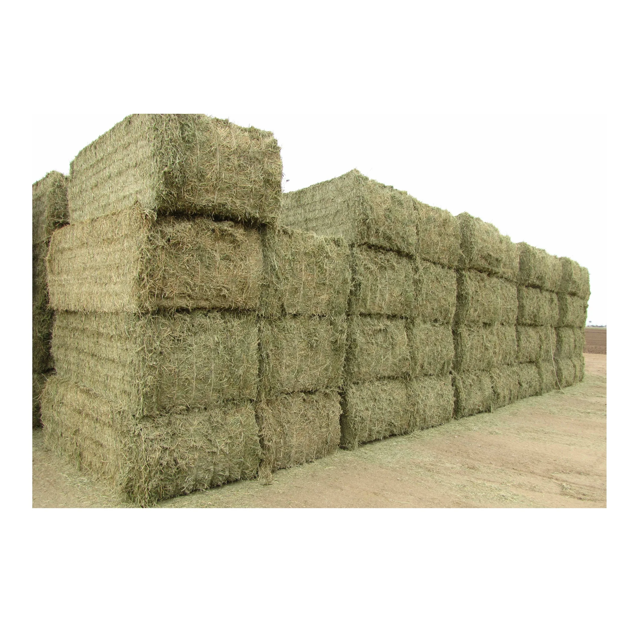 Alfalfa for feeding animals for cattle and other farm animals great ...