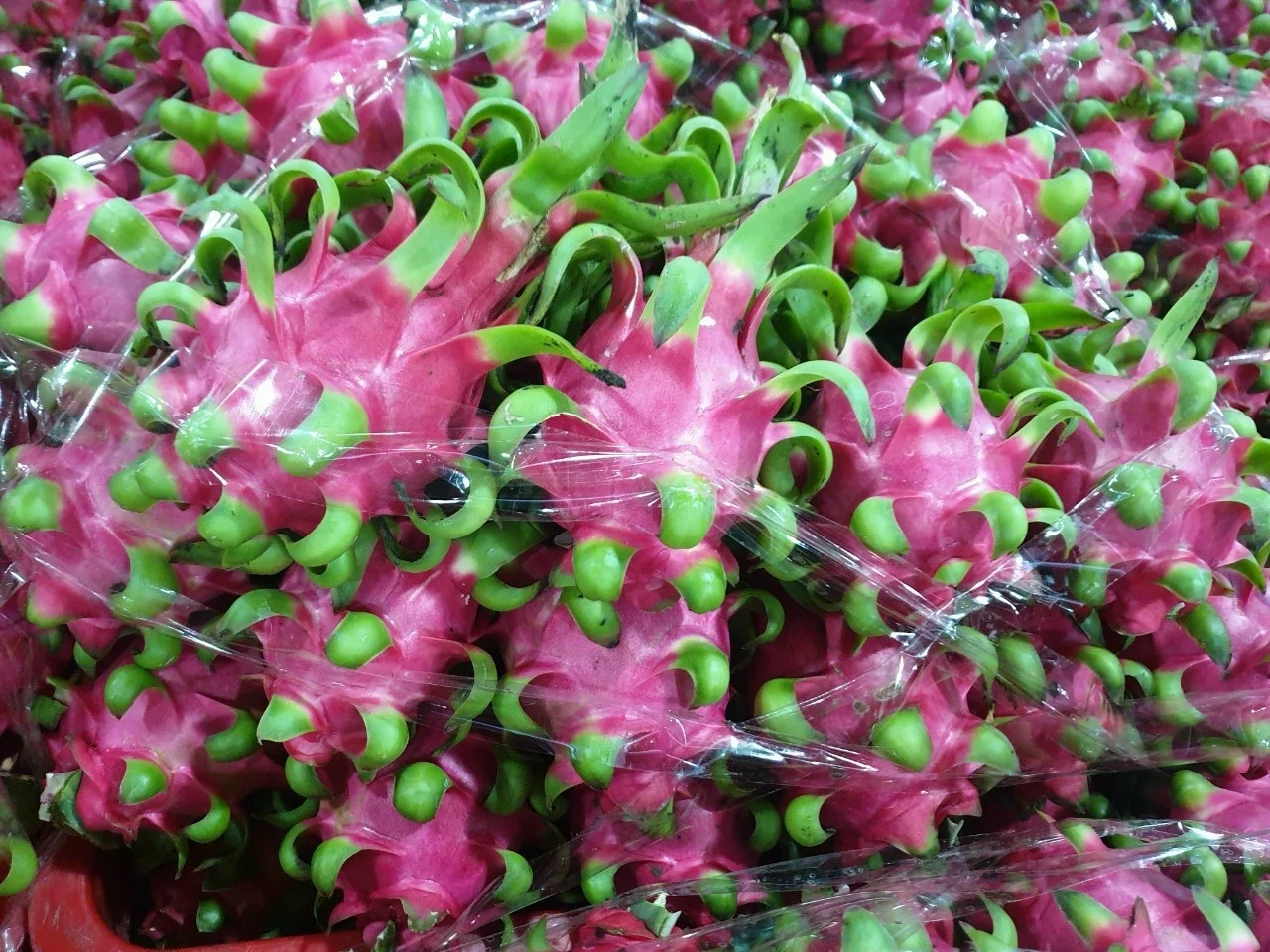 Sweet Taste Fresh Dragon Fruit From Vietnam With Standard Quality And