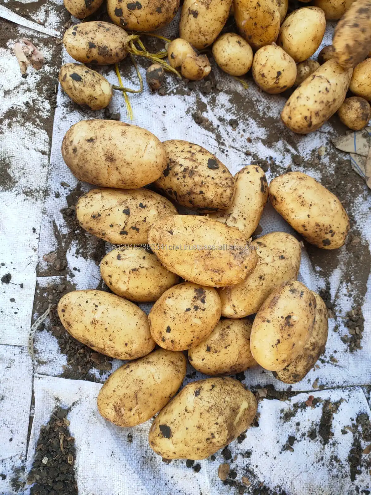 Bestselling Fresh Vegetables, Potatoes for Sale at Competitive Prices.