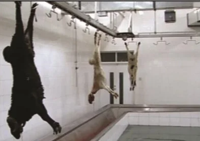 Industrial V-shaped restraint conveyor for halal sheep and goat slaughterhouses