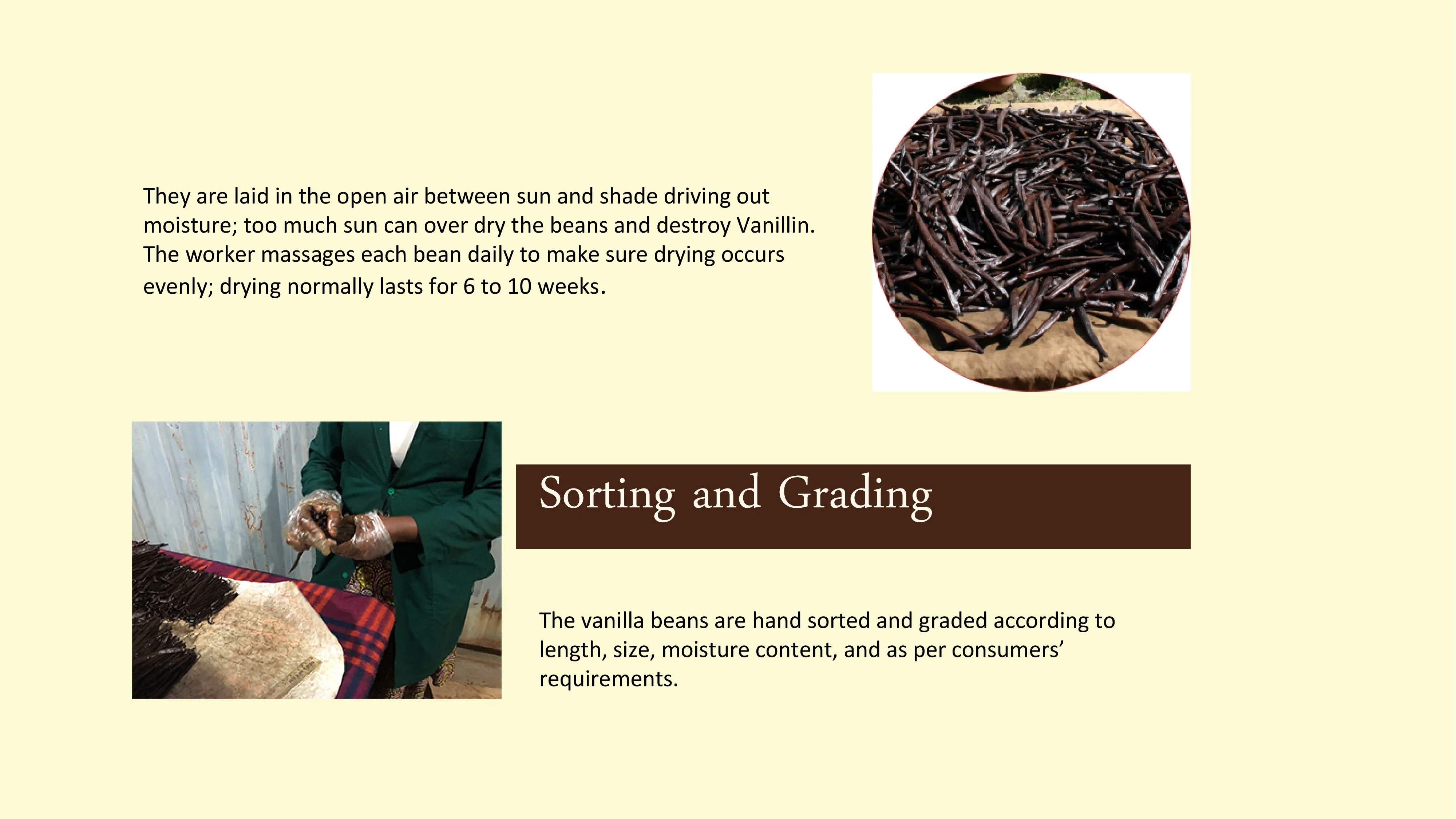 Gourmet Grade A Vanilla Beans Pods Perfect For Home Baking,Cooking