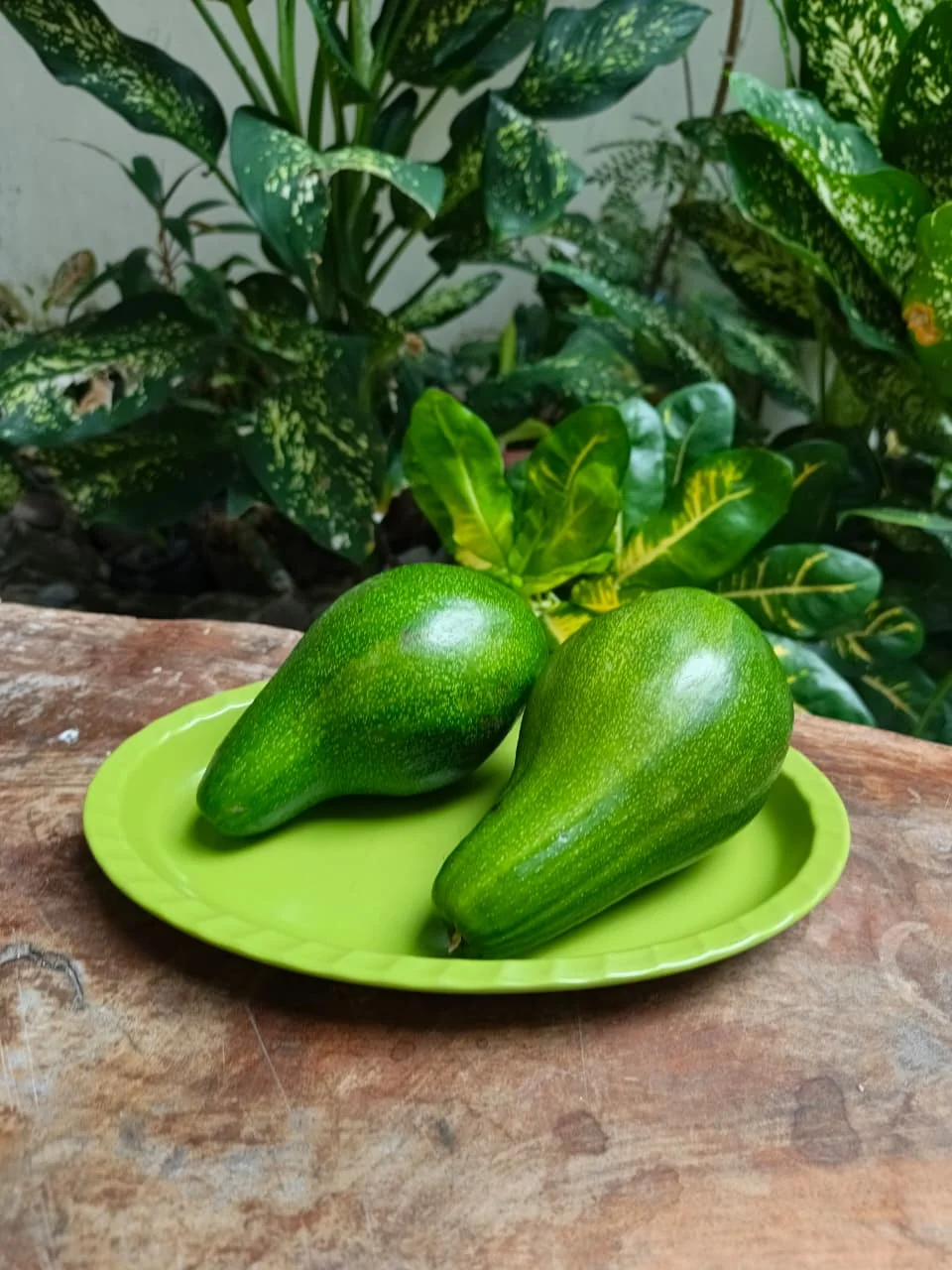 Wholesale Premium Quality Natural Avocado Fruit Best Selection Fresh Style From Indonesia