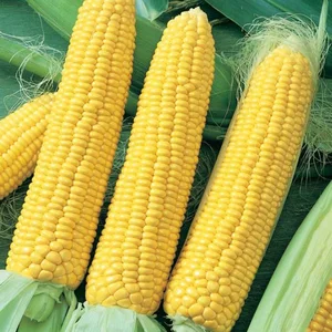 Wholesale Bulk Dried White/Yellow Corn for Sale