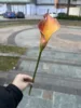Orange rouge