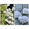 3 roses du soleil blanches