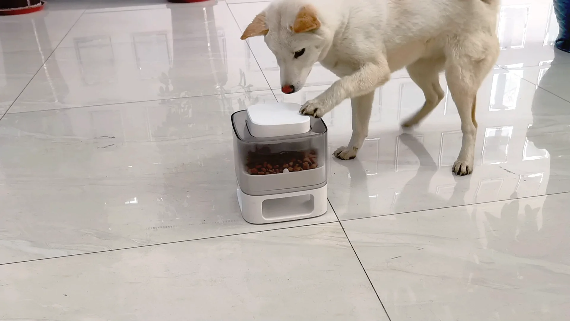 Dog Automatic Feeders Dispenser Interactive Slow Feeder Puzzle For Pet