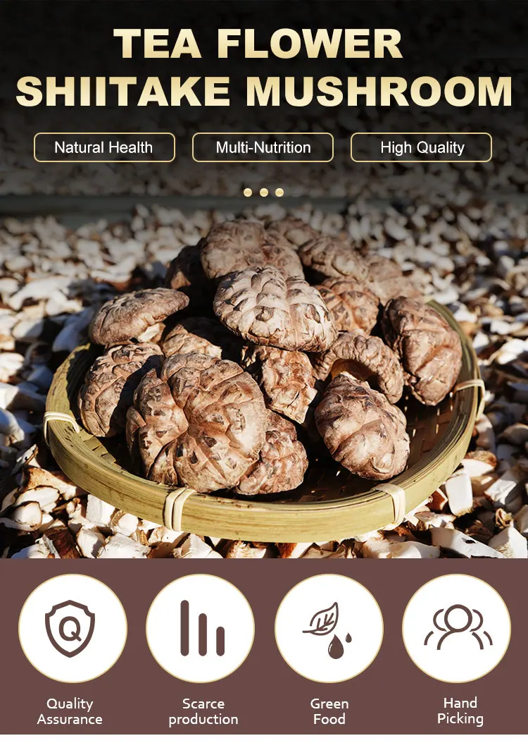 2-3cm hot sale fresh big round shitake mushrooms