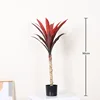 New white-stemmed red sisal - 90cm