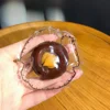 horse's hoof