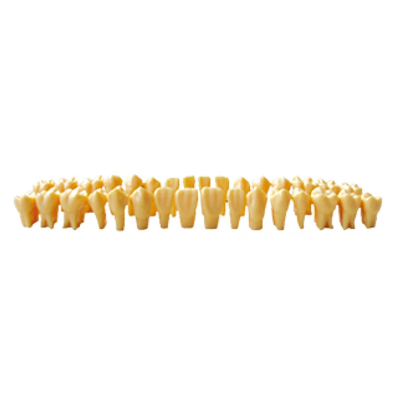 Человеческие дважды постоянные зубы Медицинская наука Школа биологическая учебная помощь Образовательная модель