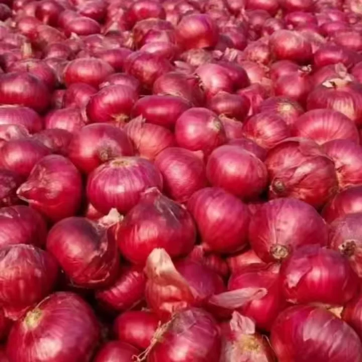 Высокое качество новый урожай натуральные и пестициды бесплатно красные свежие овощи оптовая цена поставщика для лука
