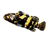 black gold-grouper