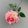 Rose à grandes cornes - Rose