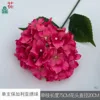Hortensia búlgara individual XQ Rose Red