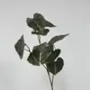 Green taro leaves b