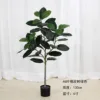 Balata verde del árbol de caucho