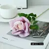 สีม่วงอ่อน