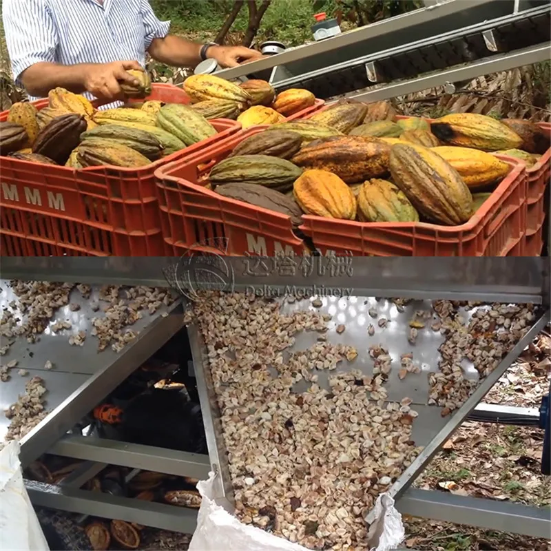 Fresh Cocoa Beans Dehuller Remover Extractor Harvester From Green Cocoa Pod Separated From Shells