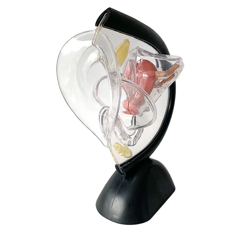 Human Transparent Uterus Anatomical Models Life Size Female Reproductive Teaching Models Human Visible Uterus Learning Models