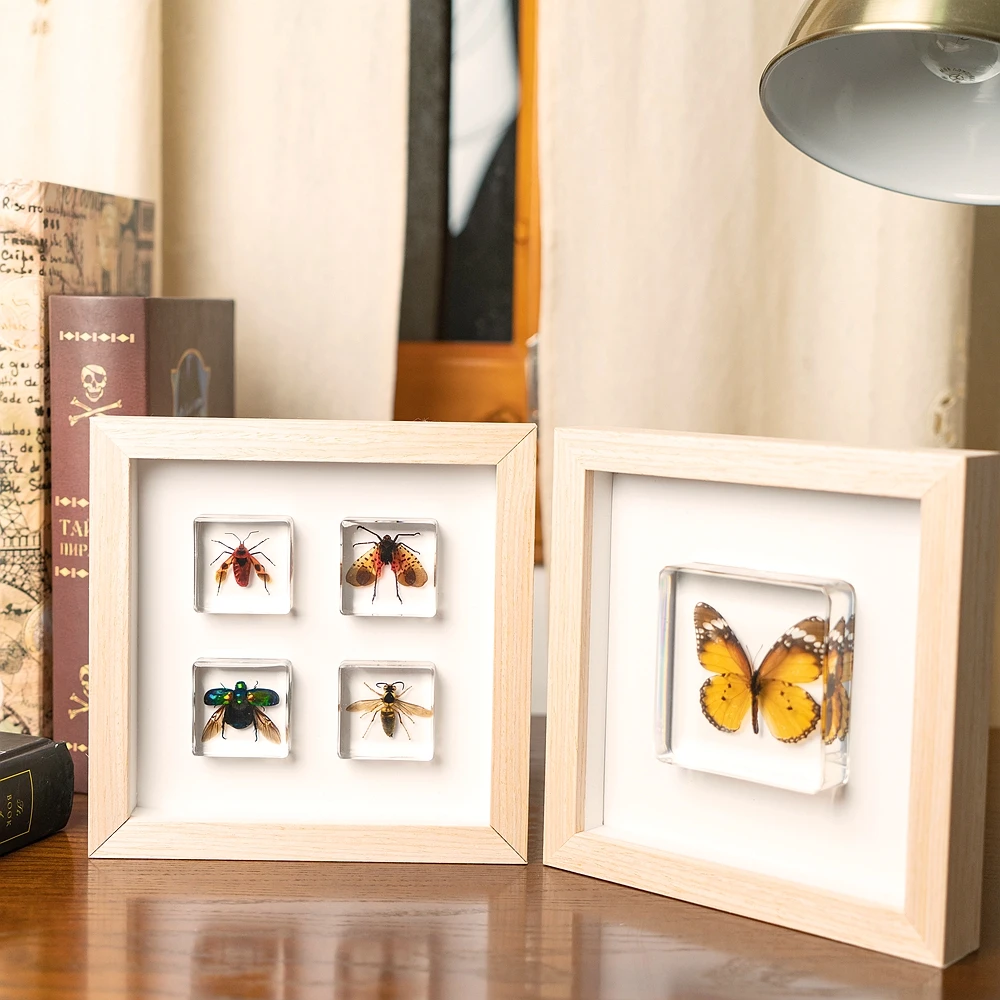 Educational Supply Real Insect Paperweight Taxidermy Specimen In Resin